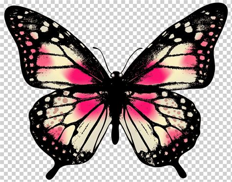 Mariposa rosa, gran mariposa rosa, rosa y negro mariposa ilustración ...