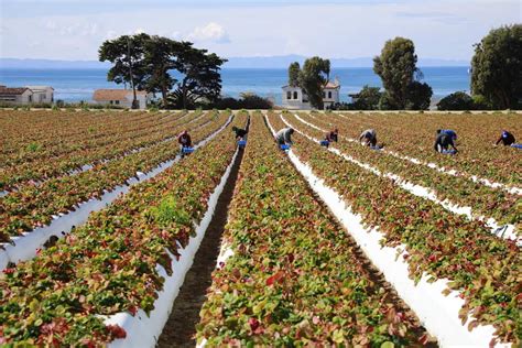 A Visit To A California Strawberry Farm | ¡HOLA! JALAPEÑO