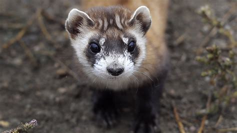 The Race to Conserve America’s Black-Footed Ferrets