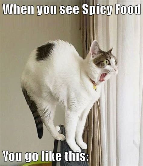 Why so spicy - Lolcats - lol | cat memes | funny cats | funny cat pictures with words on them ...