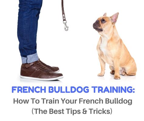 French Bulldog Training | Bulldog training, French bulldog owner, Bulldog puppy training