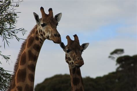 Giraffes at Monarto Zoo | Giraffes at Monarto Zoo | Flickr