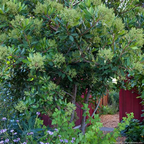 Toyon - Summer-Dry | Celebrate Plants in Summer-Dry Gardens