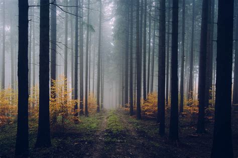 Autumn Forest - Germany