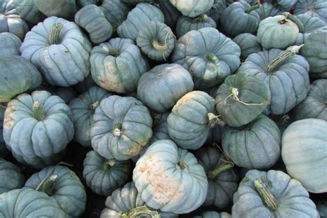 How To Grow Jarrahdale Pumpkins [Care Tips, Photos and More] - Garden Tabs