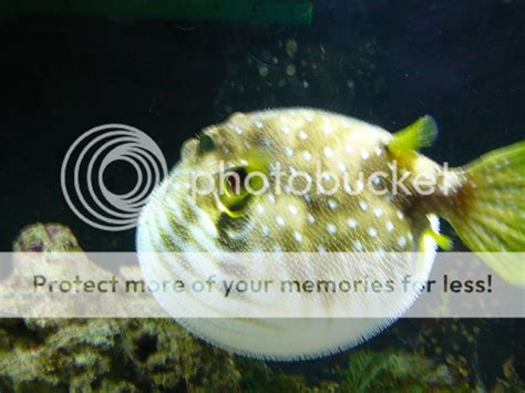 Dogface Puffer And Porcupine Puffer Fish Diet - cubetoday