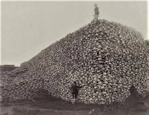 A picture from the 1870's of a pile of buffalo skulls : r/pics