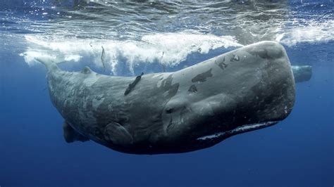 Sperm whales: The biggest toothed predator | Live Science