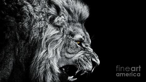 Close-up Of Lion Roaring Against Black by Visuen Vengaroo / Eyeem