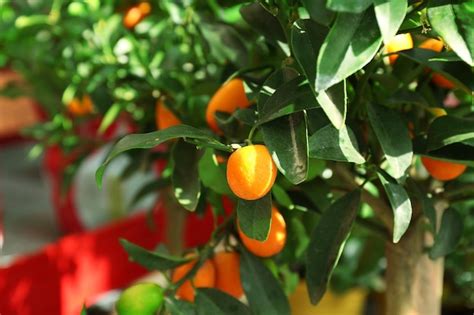 Premium Photo | Colorful orange fruit on tree closeup