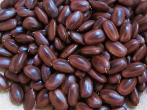 Samanea saman seeds -rain tree seeds at Rs 550/kilogram | Forestry Seeds in Chennai | ID ...