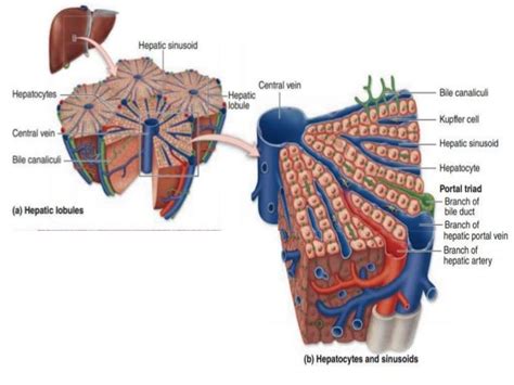 Histology of the Liver-