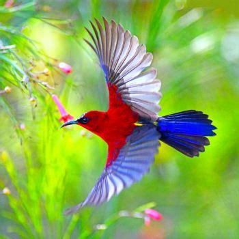 Crimson Sunbird - BirdForum Opus | BirdForum