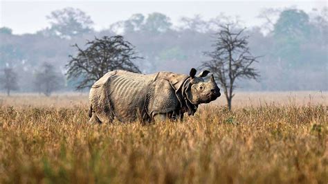 Kaziranga To Use An 82-Member Special Force To Protect Vulnerable One ...