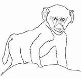 Baby Baboon Coloring Page  ColouringPages sketch template