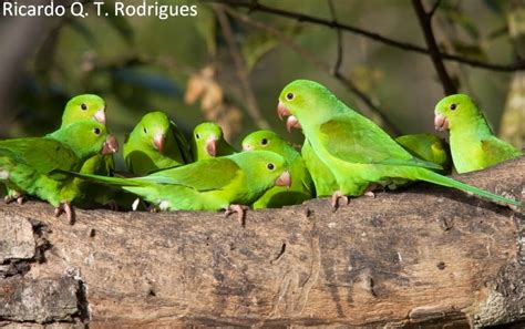 Natureza: Periquito-verde ou Periquito-rico