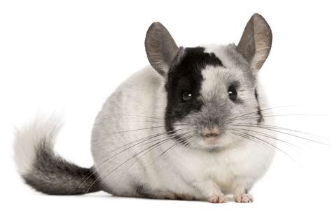 Chinchilla Facts - Animal Facts Encyclopedia | Chinchilla pet ...