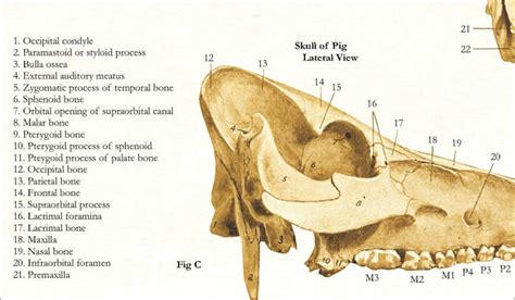 skeletal anatomy of the pig