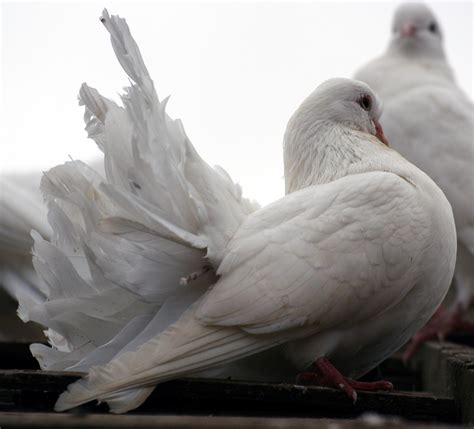 File:Little White Dove - Colchester Zoo.jpg - Wikimedia Commons