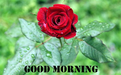 Good Morning With Beautiful Red Rose - Good Morning Wishes & Images