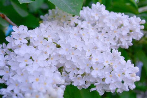 10 Beautiful White Flowering Shrubs - Garden Lovers Club