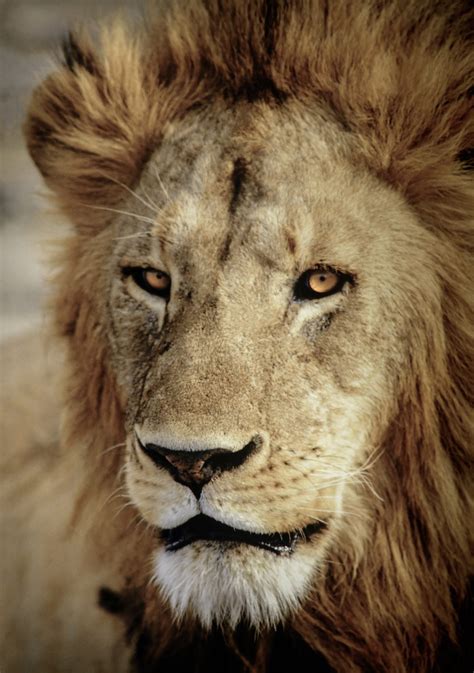 Close up profile of a male lion head in Africa - StockFreedom - Premium Stock Photography