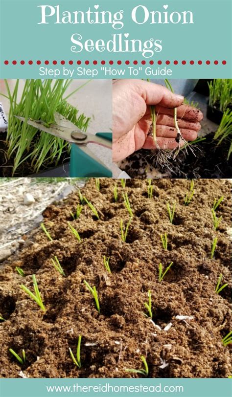 How to Plant Onion Seedlings | Planting onions, Square foot gardening, Organic gardening tips