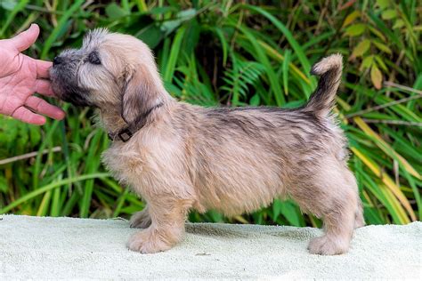 Glen of Imaal Terrier Puppies – Glen of Imaal Terriers