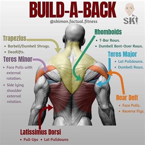 Gym Back Muscles Workout Plan Build Muscle | Diet For Muscle Health