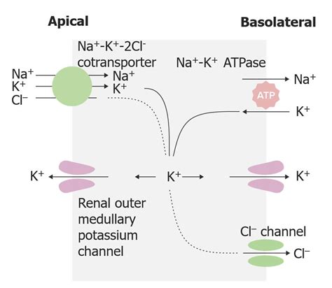 Loop Diuretics | Concise Medical Knowledge