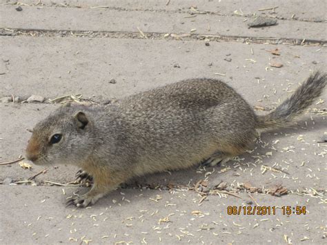 Awww...I have no idea what this thing is. Looks half rat, half squirrel ...