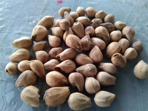 Natural Gmelina Arborea Seeds, For Plantation, Packaging Type: Bag at best price in Dehradun