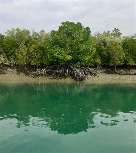 Sundarbans National Park Tour - Experience in India You've Never Heard