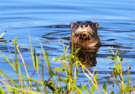 Otters making a welcome return to Texas waterways