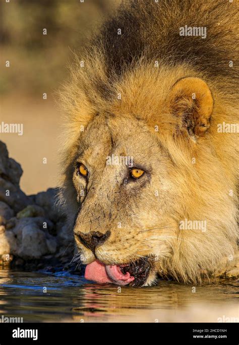 Black-maned Lion drinking water in the Kgalagadi Stock Photo - Alamy