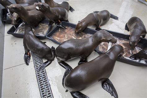 Shedd Experts Help Rescue 55-Plus Stranded Sea Lion Pups in California | Chicago News | WTTW