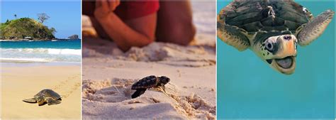 Sea Turtle Conservation Projects | The Great Projects