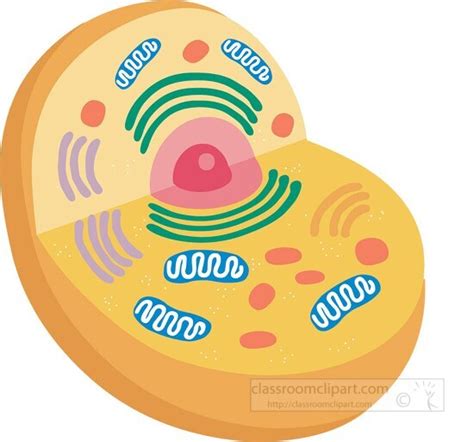 Science Clipart-animal cell with organelles clipart