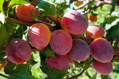 a-Okay (TM) Japanese Blood Plum (dwarf) - Heritage Fruit Trees