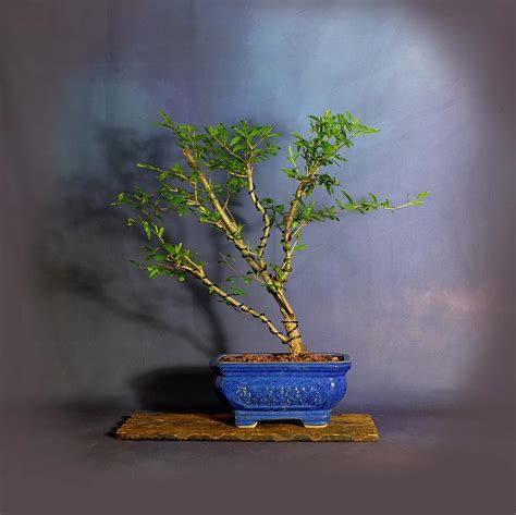 Pomegranate Tree Bonsai