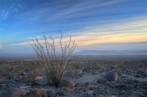 Ocotillo in California's Colorado Desert - Anne McKinnell Photography