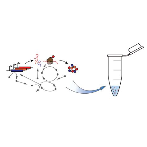 Cell-free lysate (E. coli) preparation with sonication