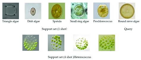 Marine microalgae data set. | Download Scientific Diagram