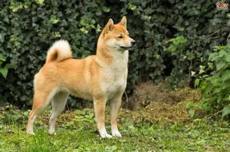 柴犬の画像60枚まとめ！可愛い柴犬を厳選して紹介！ | 永遠の大学生｜ゲーム・小説・バイト・おもしろ・動物のメディア