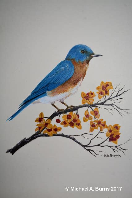 Painting An Eastern Bluebird in Acrylic(4)