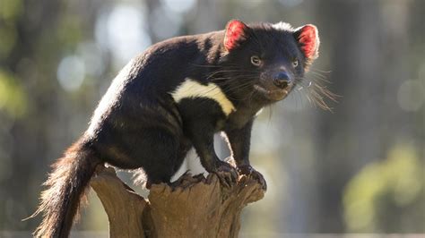 University of Tasmania study shows thousands of Tasmanian devils wiped out by facial tumour ...