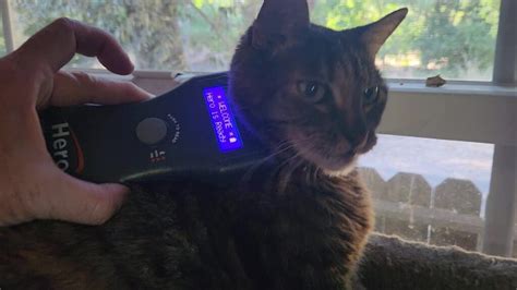 Which pet microchip scanner is the best? - First Street Pets