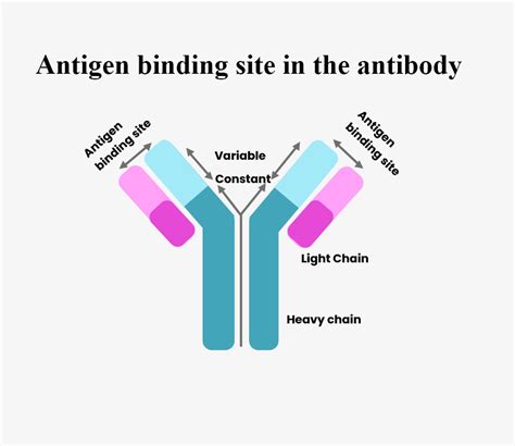 Antigen binding site in an antibody is found between(a) Two light chains(b) Two heavy chains(c ...