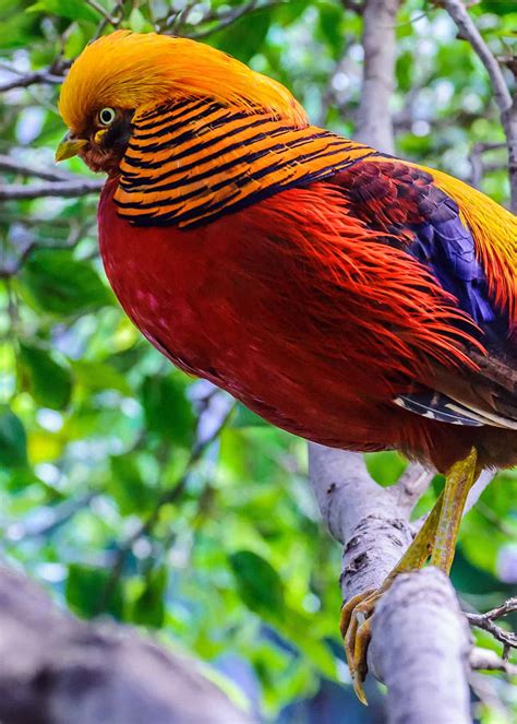 30 Golden Pheasant Facts: Get to Know This Glorified Chicken (Chrysolophus pictus) | JustBirding