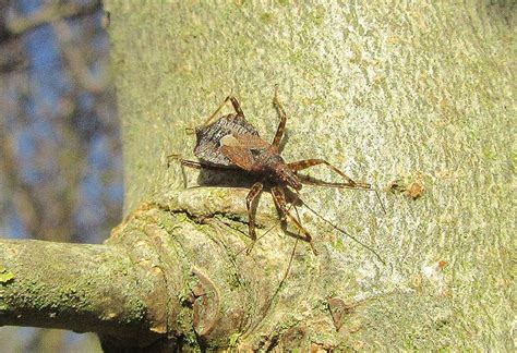 Tree Damsel Bug | Gedling Conservation Trust, Nottingham